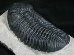 Gorgeous Phacops Trilobite - Rare Type #8144-5